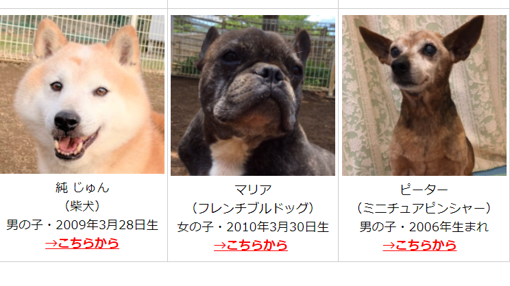 セラピー犬の里親さんを募集します 大和市の山口獣医科病院 神奈川県大和市