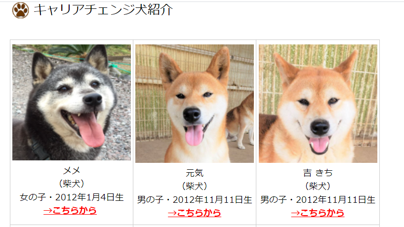 セラピー犬の里親さんを募集します 大和市の山口獣医科病院 神奈川県大和市