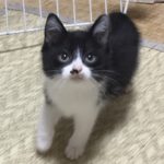 🐈子猫(生後1か月半)の里親さんを募集いたします🐈