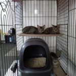 🐈子猫(2-3カ月)2匹と母猫の里親さんを募集します🐈