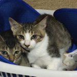🐈子猫2匹（生後4ヶ月）の里親さん募集します🐈