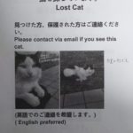 🐱猫を探しています🐱