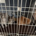 🐈子猫3匹(生後1ヶ月半）の里親さん募集しています🐈